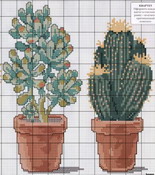 cactus-03