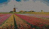 tulipano_tulipani_4s
