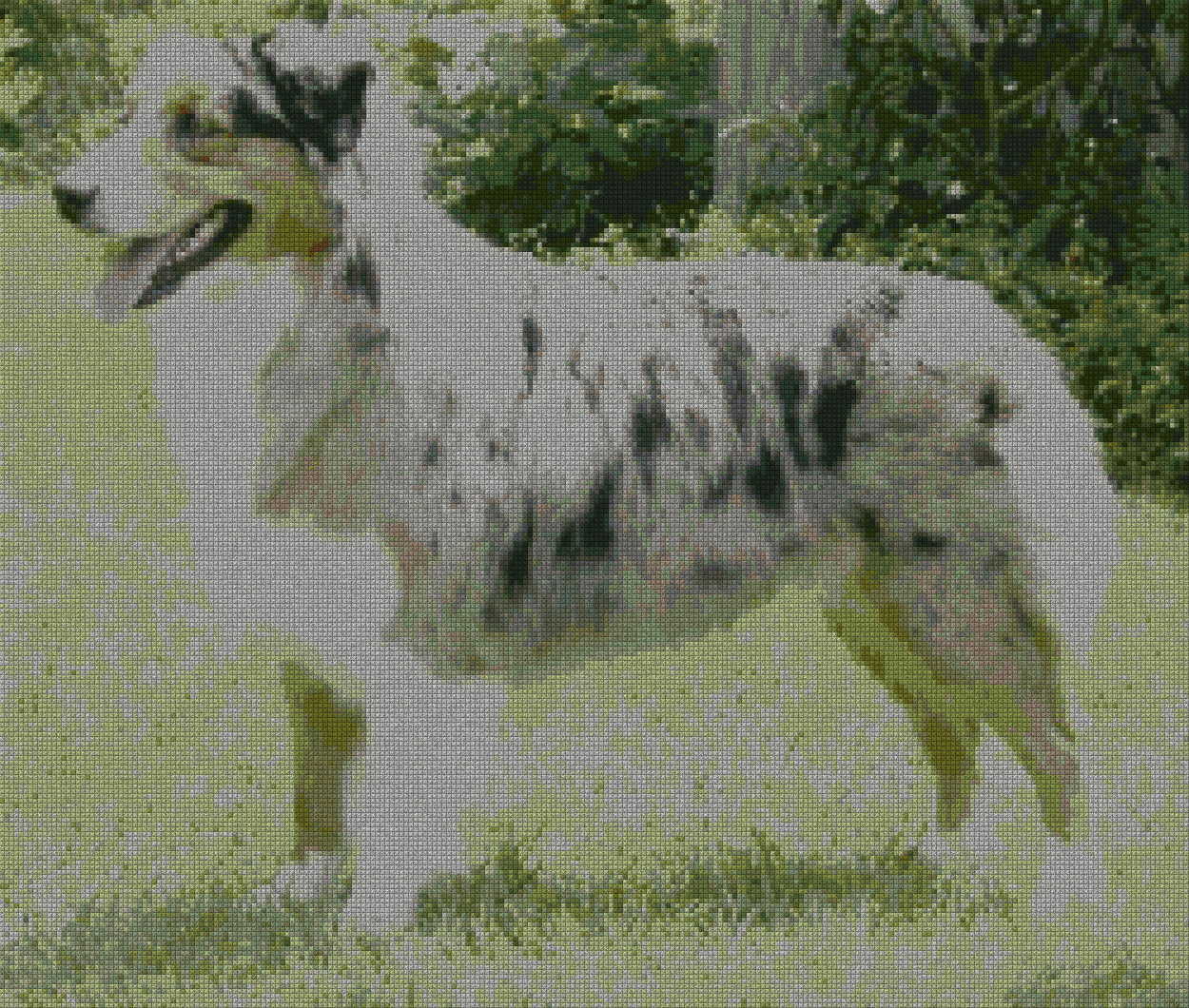 schemi_misti/animali_terra/cane_pastore_australianos.jpg