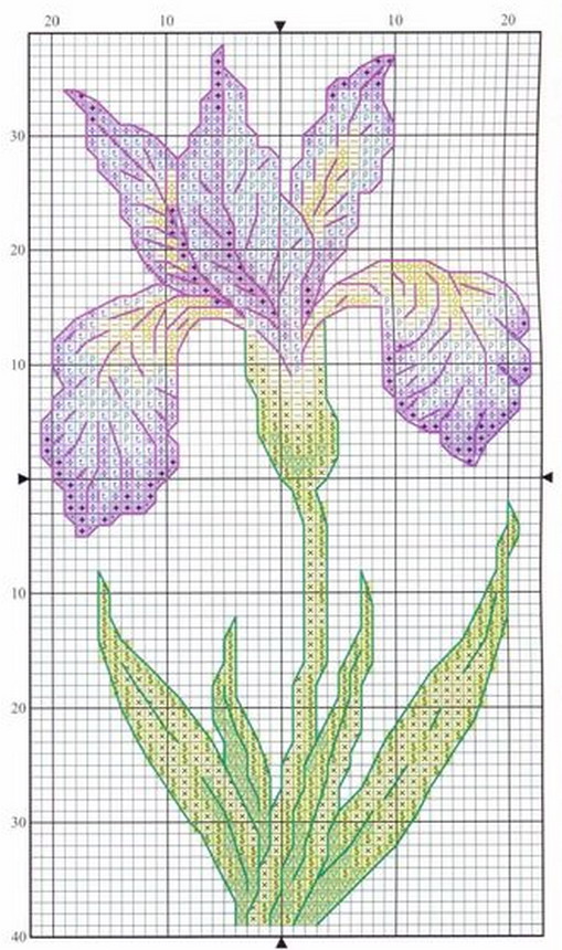 schemi_misti/fiori/iris_4.jpg