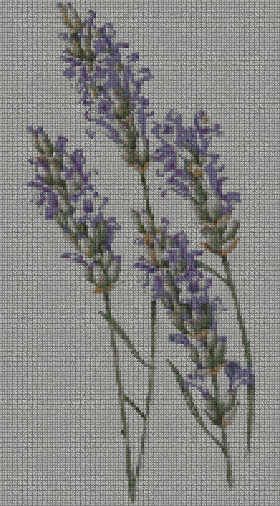 schemi_misti/fiori/lavanda_01s.jpg