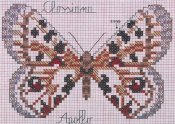 farfalle_18