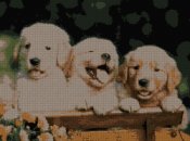 schemi_misti/animali_terra/Golden_Retrievers.jpg