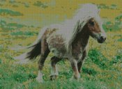 pony250