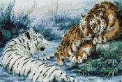 tigre tigri_058