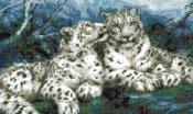 tigre tigri_059