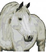 cavallo_061