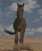 cavallo_131