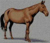 cavallo_200
