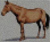 cavallo_201