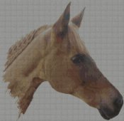cavallo_testa