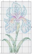 iris_5