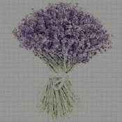 lavanda_02s