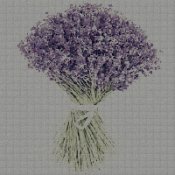 schemi_misti/fiori/lavanda_02s.jpg