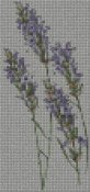 lavanda