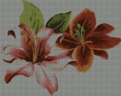 orchidea-154