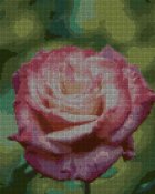 rosa rose_083