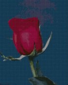 rosa rose_085