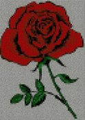 rosa rose_129