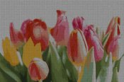 schemi_misti/fiori/tulipano_tulipani_2s.jpg